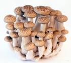 食用菌系列